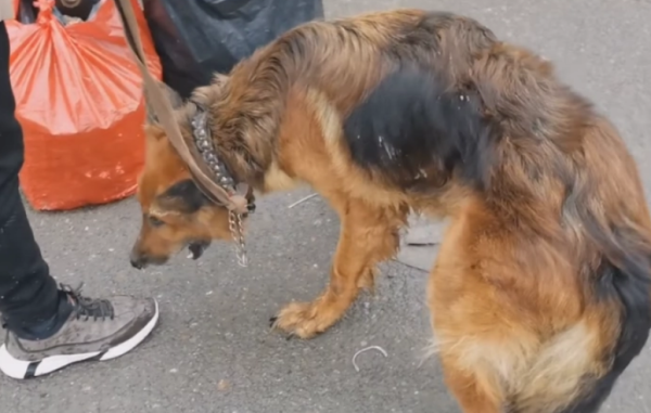 Will the dog die after eating plastic bags? Will not die