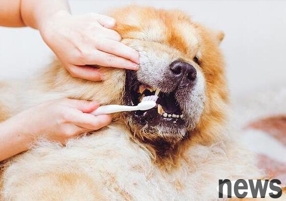How to brush your dog s teeth? Does anyone know?