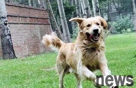 Will the dog come back if it runs away? Depend on the situation!