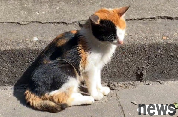 I met a kitten by chance on the roadside, and only after seeing it clearly can I understand how difficult it is to live