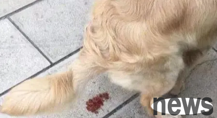 What s wrong with dogs getting bleeding if they don t eat? I ll tell you