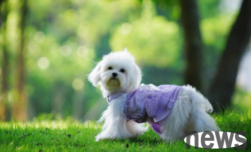 Let me tell you how often it takes for a dog to deworm?