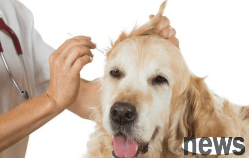 What should I do if my dog keeps itching? Here is a method