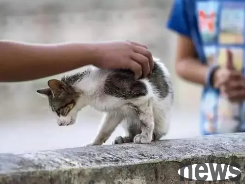 Cats are prone to bite in hot weather | Be careful! Dogs and cats are manic in midsummer and can easily hurt people!