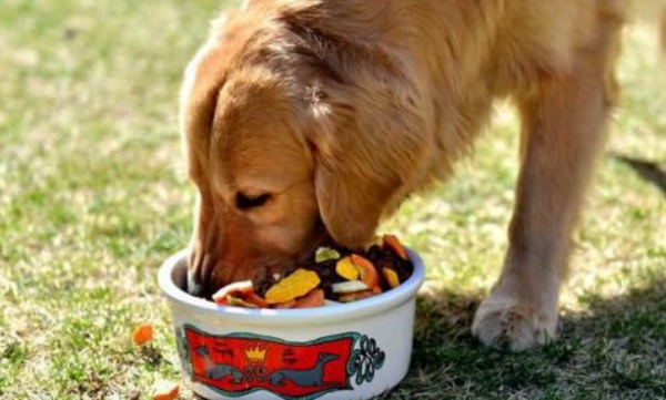 What to eat to improve dog immunity? You can try these