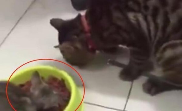 The owner prepared a feast for the cat, but found that the cat looked aggrieved. He turned around and laughed until he hiccupped!