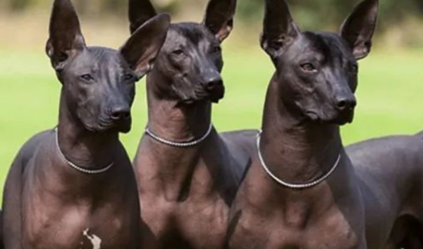 What are the dog breeds that don’t have long hair? Come and see