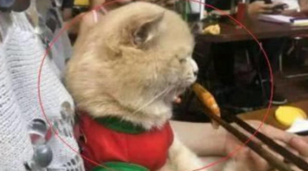 The owner gave a shrimp to the cat. The next second he was embarrassed. The cat asked: Have you ever seen a shrimp eaten without peeling it?