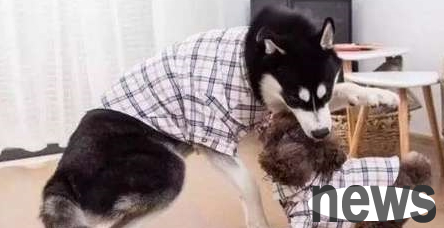 Erha is sure to make money by beating up Teddy in an instant. But when he encounters a cat when he is out, he gets scared. The owner: The retribution is coming.