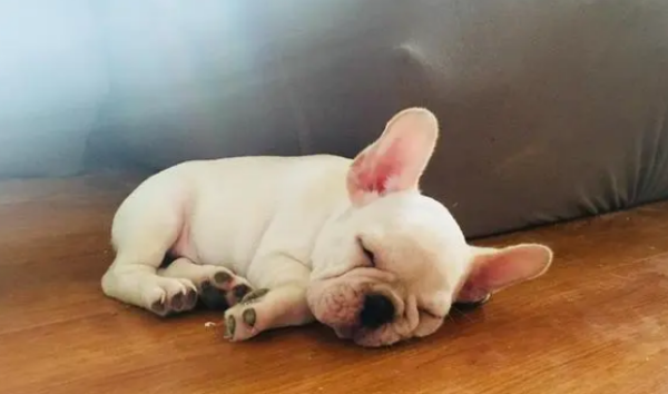 Can pets eat human probiotics? Why