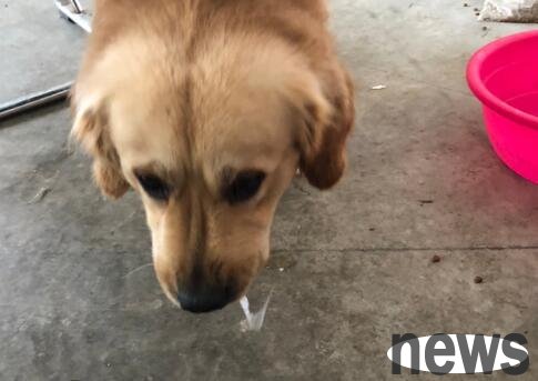 What s wrong with my puppy vomiting white foam? This article gives you the answer!