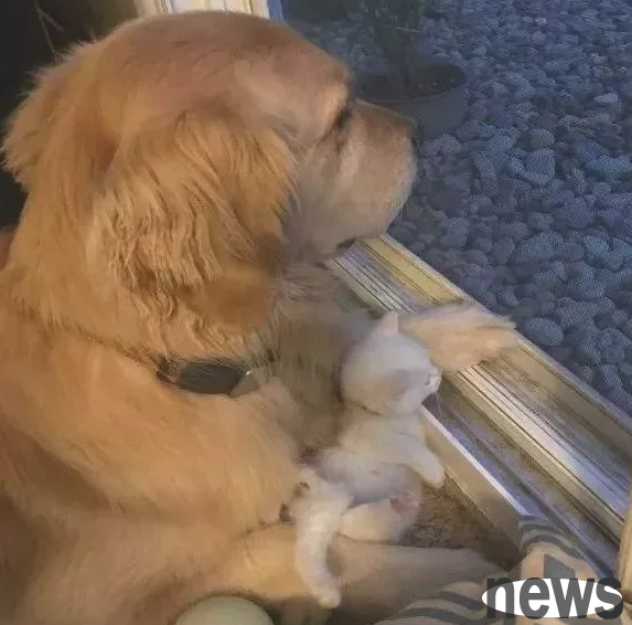 The kitten with polydactyly was abandoned, but the golden retriever is very fond of it: From now on, I will protect you