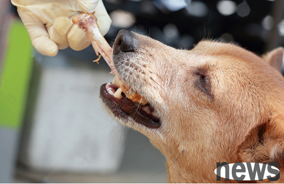 Let’s take a look at why dogs can’t eat chicken bones.
