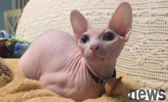 If a pet cat purchased online dies, who will be held responsible?