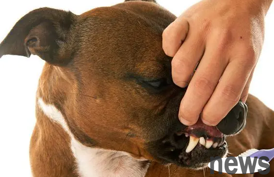What is the long, clear mucus flowing from a dog’s mouth? Take a look if you are interested