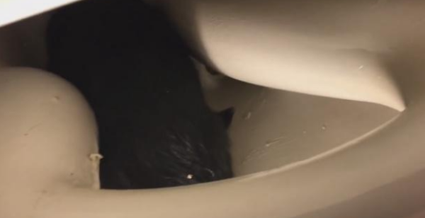 The naughty cat burrowed into any hole it saw, and eventually its head got stuck in the toilet. The owner felt both distressed and wanted to laugh.
