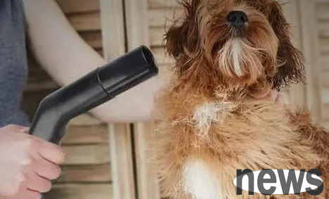 You must know whether your dog must be dried after taking a bath