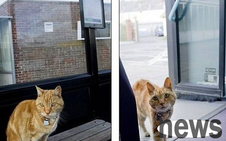 Britain s magical old cat takes the bus for rides every day for four years