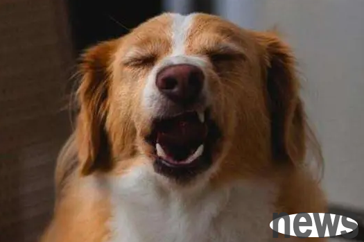 Do you know what causes a sneezing and runny nose in a puppy? Come and see why