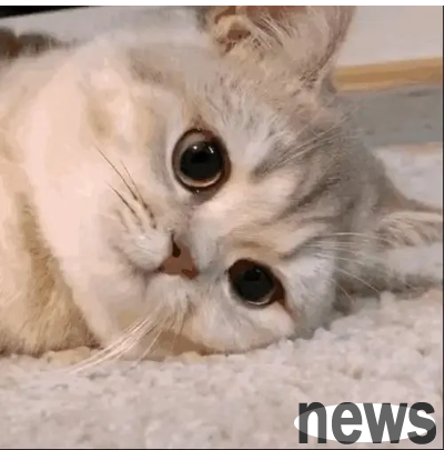 The cat wants to get into the bottle when it sees it | Cute pet GIF A very curious kitten couldn t help but want to get in and play after seeing the bottle!