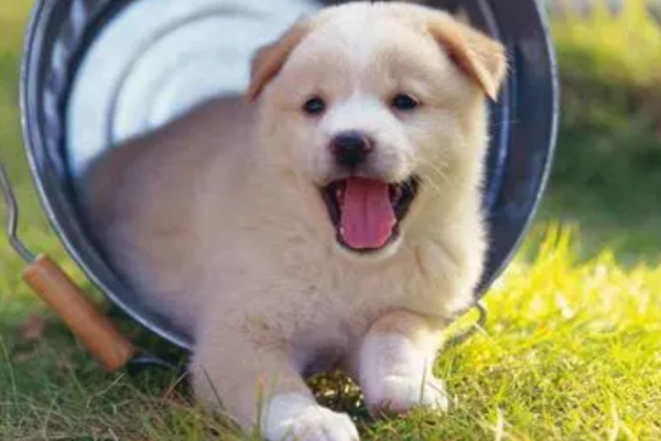 There is blood in the urethral opening of the dog s non-menstrual period, poop scrapers should pay attention