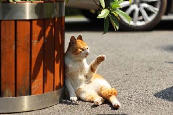 Ranking list of the six most long-lived cats: Fold-eared puppets are on the list, and the top two are from the Chinese countryside