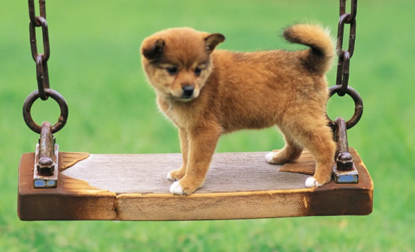 Which dogs are smart and obedient? Attention dog owners!