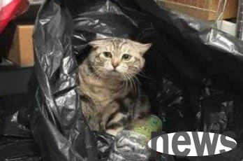 Fat cat sneaked into a big black plastic bag to pretend to be a stray cat, and looked aggrieved when he was found