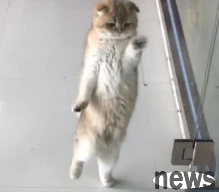 I forgot to take my cat with me when I went out. When I opened the door, I saw the cat dancing Latin. The owner instantly laughed like crazy!