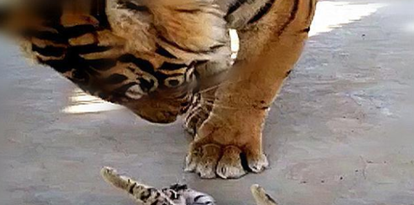 In order to stimulate the tiger s mood, the breeder let a cat in, and when he went to see it again, he was pleasantly surprised.