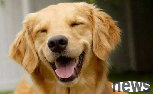 Why do guide dogs choose these breeds? So that s it