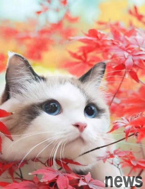 A classmate was caught bringing a cat to class. The teacher touched it and the next second the cat reached the peak of cat life.