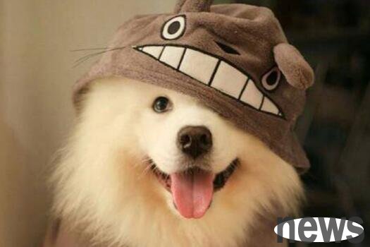 The dog is not interested in picking? It doesn’t matter, you’ll know after you come and see~