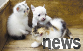 Internet exposure revealed that a Garfield cat gave birth to a Chihuahua in Xuzhou. The owner swore that it was true.