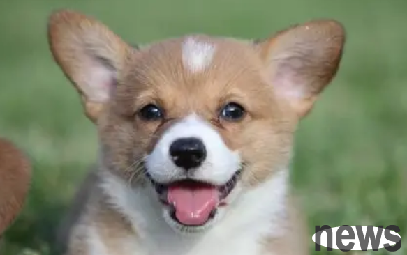 Want to know what parasites on dogs look like? Let me reveal the secret to you!