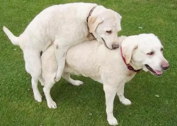 How many times does it usually take to breed a puppy successfully?