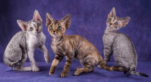 Study shows cats can transmit coronavirus