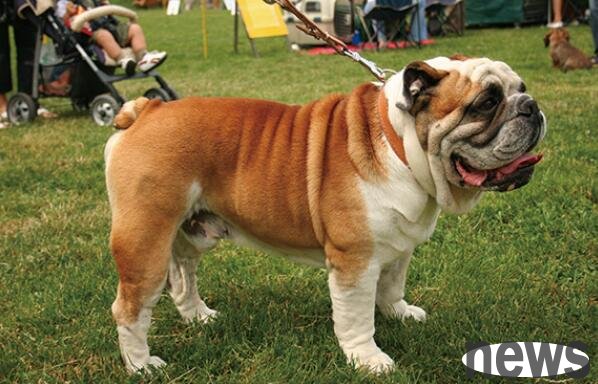 Each of these dogs is more classic than the last, and they are all very popular dog breeds.