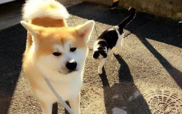 The cat she had been with for 5 years died. Not long after, the scene in front of the cat’s grave made her burst into tears.