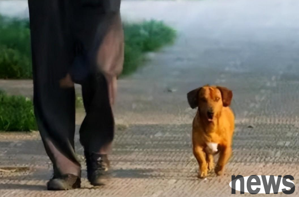 A man walked his dog without a leash. A passerby kindly reminded the dog owner: I have friends in the Public Security Bureau.