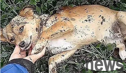 The local dog ran away from home after being poisoned. When the owner found it, it was already too late.