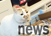 Ever since I raised this little kitten, my house no longer needs a mop. The poop-sweeper: It’s so clean.