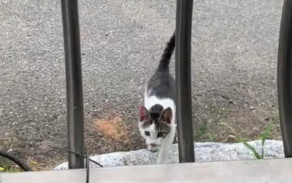 Stray cat chasing after humans, eyes filled with disappointment after seeing pet cat