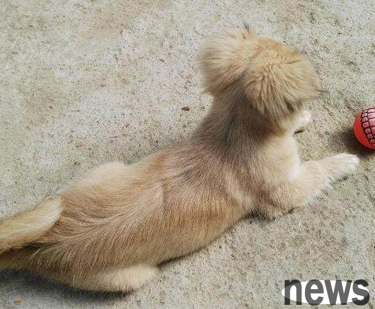 The little local dog lives on the street and is looked down upon. The dog looks pitiful. My daughter is very fond of it.