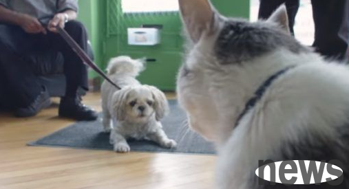 The super professional real estate agent cat not only receives guests but also accompanies them to sign contracts