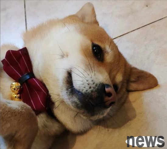 A netizen kindly adopted a little yellow dog. The dog was grateful to the netizen and picked up money three times and took it home to its owner.