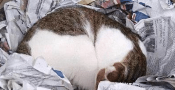 When the owner saw that the cat was staying in the nest and refused to come out, he took the cat s paw out of curiosity and took a look. He couldn t laugh or cry for a moment.