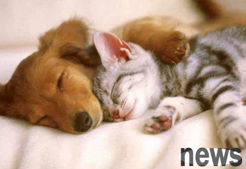 My wife loves her pet dog so much that she would rather not have children or even get divorced than give the dog away.