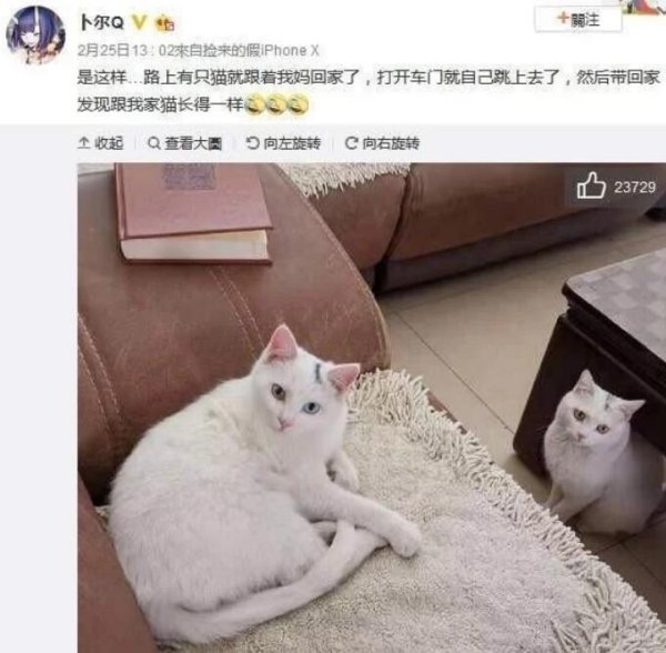 Fate couldn t stop it. The cat that followed its mother home actually looked the same as the cat at home.