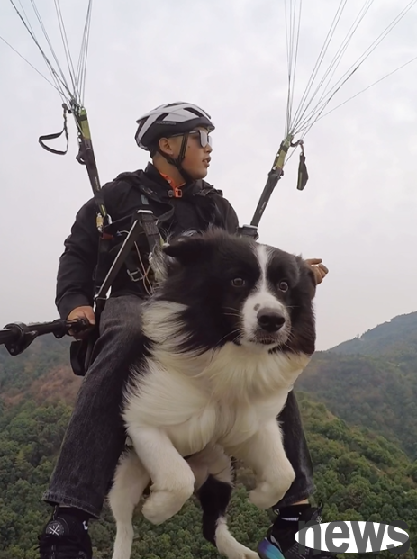 A pet dog in Changsha flew to the sky on a paraglider and envied netizens: This is a dog that has only seen the world.